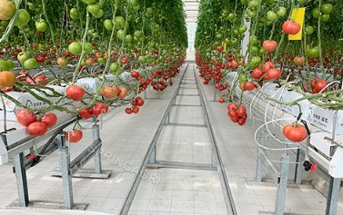 Gure tomate negutegia gortina hezeak jartzen ari da