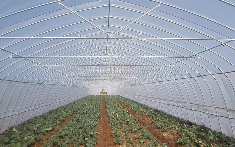 Greenhouses plastikoen errendimenduaren adierazleak