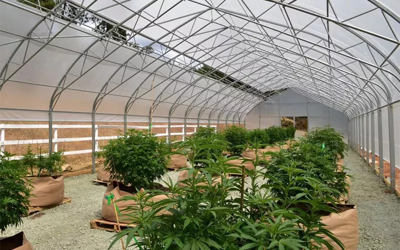 Mediku Cannabis Zinema Berotegia: industriako joko-aldatzailea