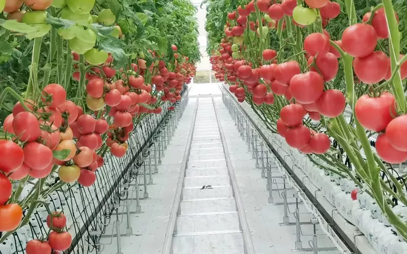 Pepino eta Tomate Negutegia