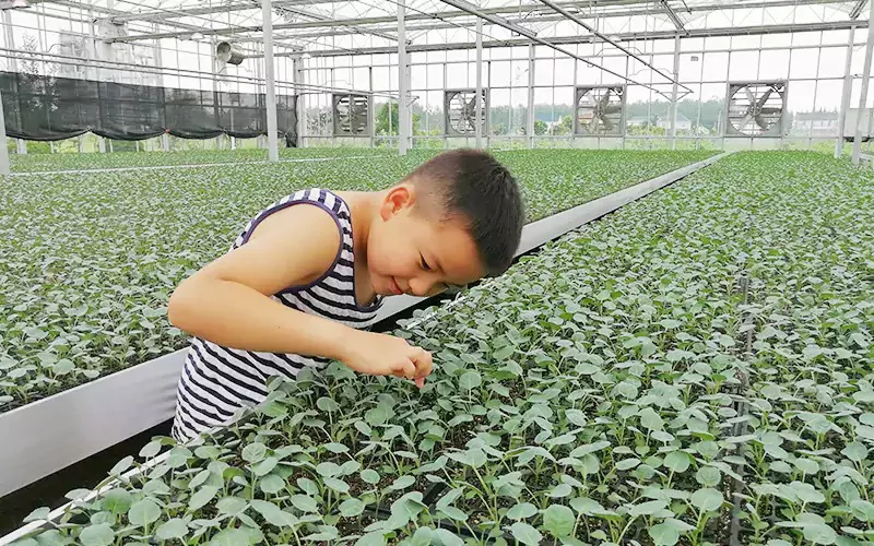 Intelligent Seedling Glass Greenhouse