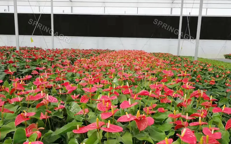 Multispan Anthurium Negutegia Salgai