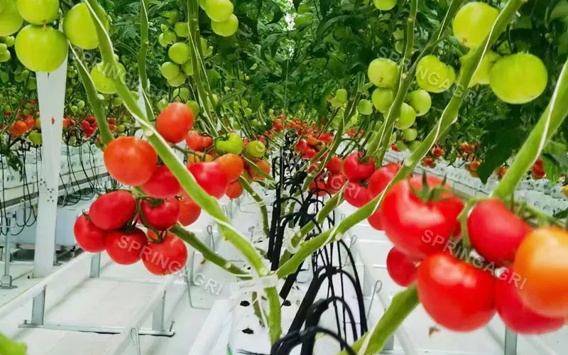 Multispan plastikozko tomate negutegia