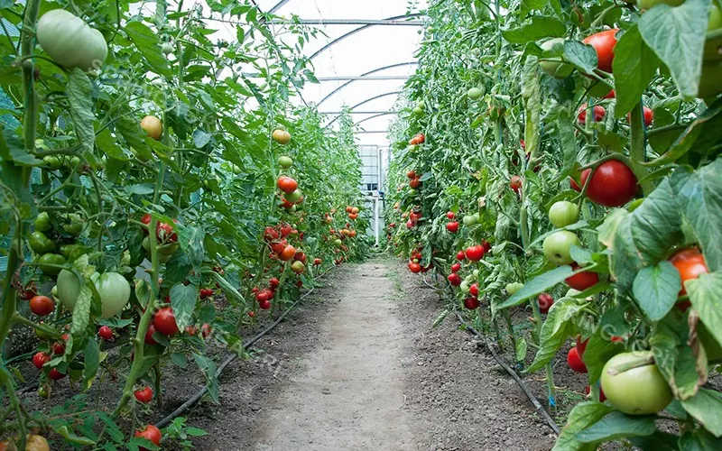 Multispan plastikozko tomate negutegia